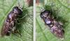 Eumerus funeralis